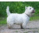 West Highland White Terrier- westi