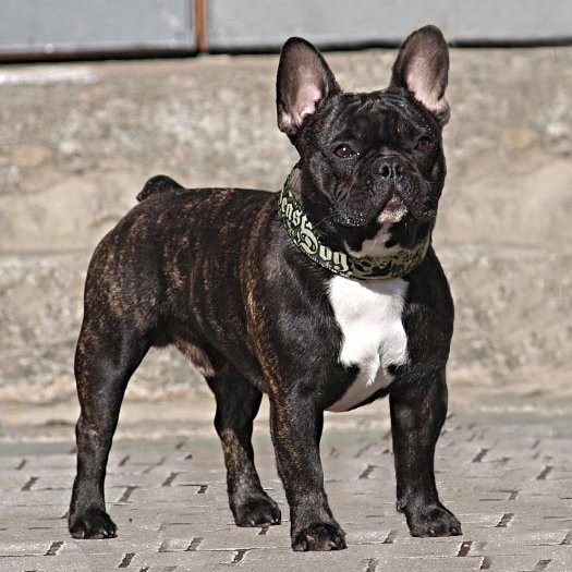 Französische Bulldogge - mit Schmetterling auf der Nase - Höhe 55