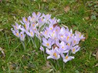 Der Frühling ist da .jpg