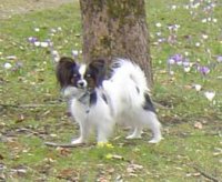 Der Frühling ist da.jpg