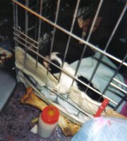 lastscan2 (576x800).jpg