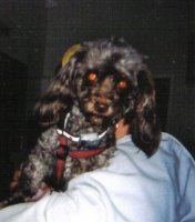 lastscan4 (531x800).jpg