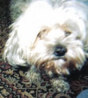 lastscan89 (800x539).jpg