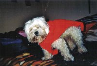 seh ich aus wie ein Depp.jpg