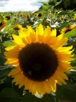 sonnenblume.JPG