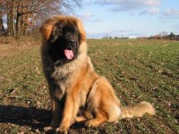 leonberger-dog-standard-17.jpg
