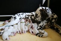 Dalmi_Welpen_Mama-Pics.jpg