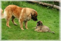 Mit_dem_neuen_Leonberger_der_Straße.jpg