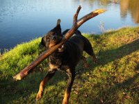 Beim Gassi gehen.jpg