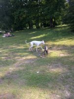 Amy und der Galgo.jpg