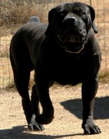 Black-Boerboel.jpg