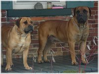 Boerboel20.jpg