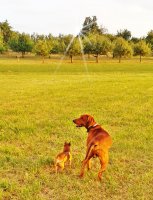 Bild Evening Walk.jpg