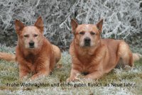 Weihnachten 2022.jpg