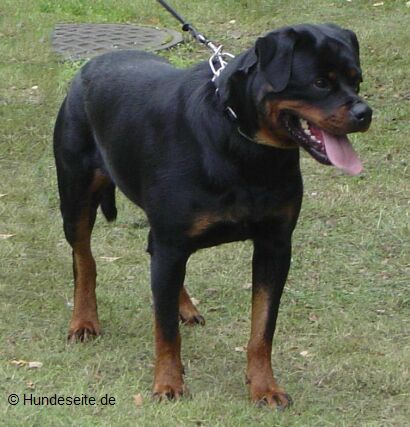 Rottweiler