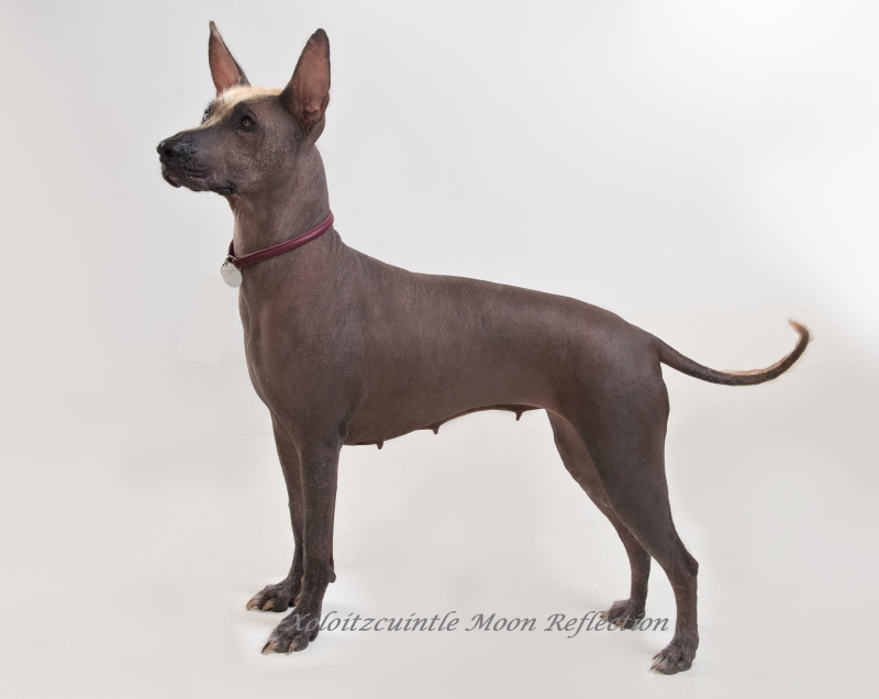 Xoloitzcuintle - Xoloitzquintle, Xolo, Mexikanischer Nackthund, Tepeizeuintli