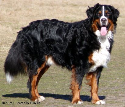 Berner Sennenhund