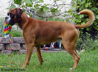 Deutscher Boxer