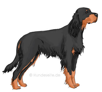 Gordon Setter