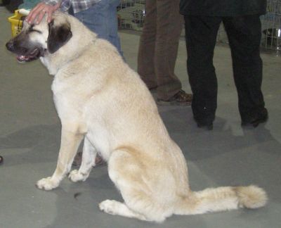 Kangal - Coban Köpegi- Anatolischer Hirtenhund