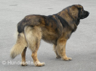 Leonberger