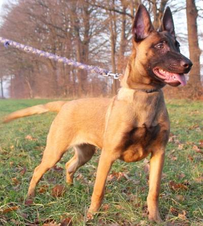 Malinois / Berger de belge