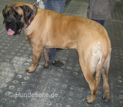 Mastiff