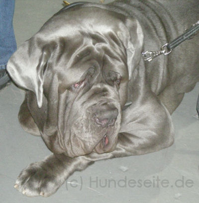 Mastino Napoletano - Italienische Dogge