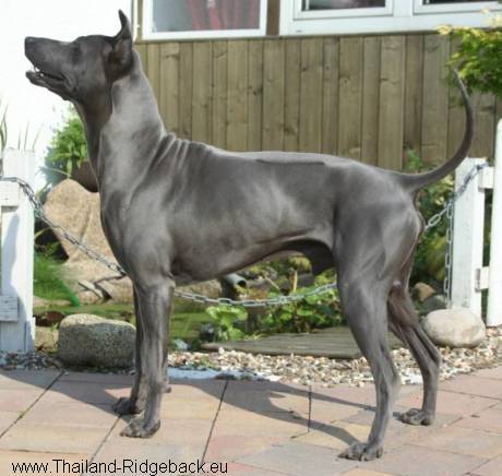 Thailand Thai Ridgeback Dog