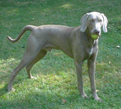 Weimaraner