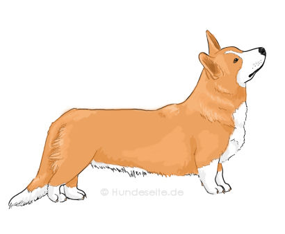 Welsh Corgi