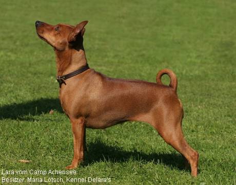 Zwergpinscher - Rehpinscher - Miniature Pinscher