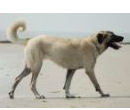 Kangal - Anatolischer Hirtenhund - Akbash - Karabash - Herdenschutzhund