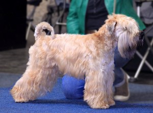 Irish Soft Coated Wheaten Terrier