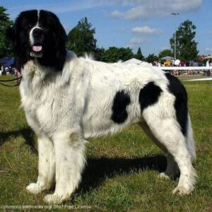 Landseer