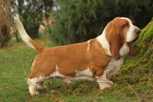 basset hound