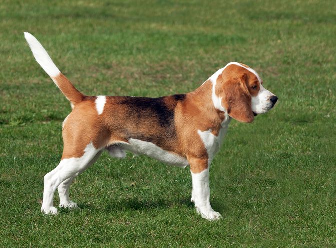 Beagle