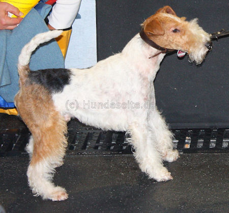 foxterrier