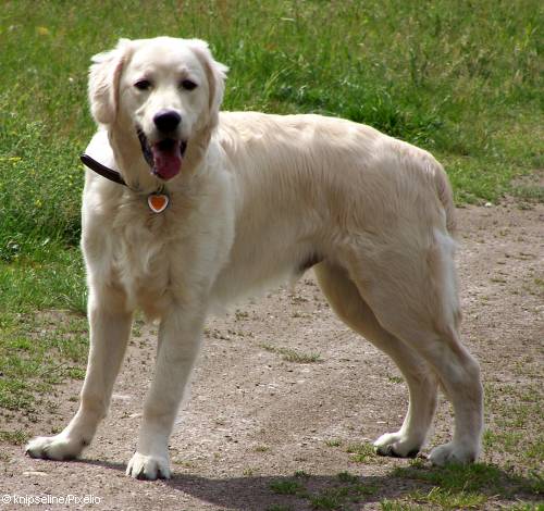 golden-retriever