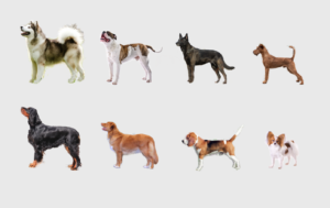 hunderassen uebersicht