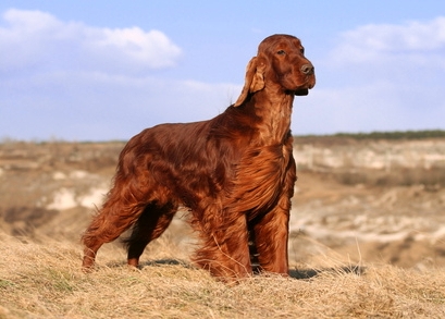 Irish Setter Irish Red Setter Irischer Setter