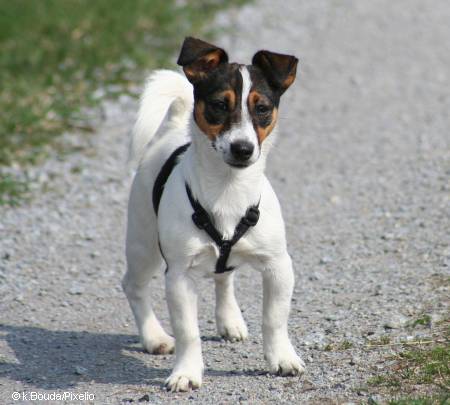 jack-russell-terrier