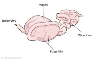 Magendrehung - Symptome, Ursachen, Vorbeugen