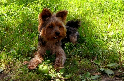 Yorkshire Terrier