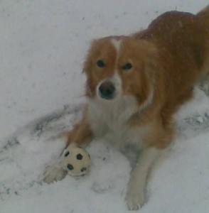 border-collie-golden-retriever