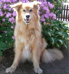 collie-schaeferhund-Husky