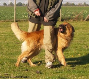 Dogdancing dogdancing