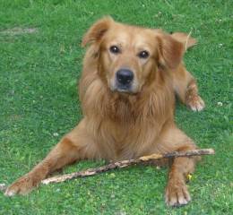 golden-retriever-berner-sennenhund-labrador