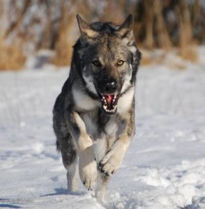 Hundesport hundesport