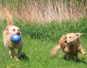 Spiele für Hunde spielen